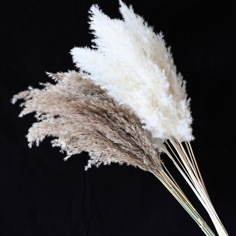 10 Piezas de Cañas Naturales C - Florist Supply Vases reseña y precio