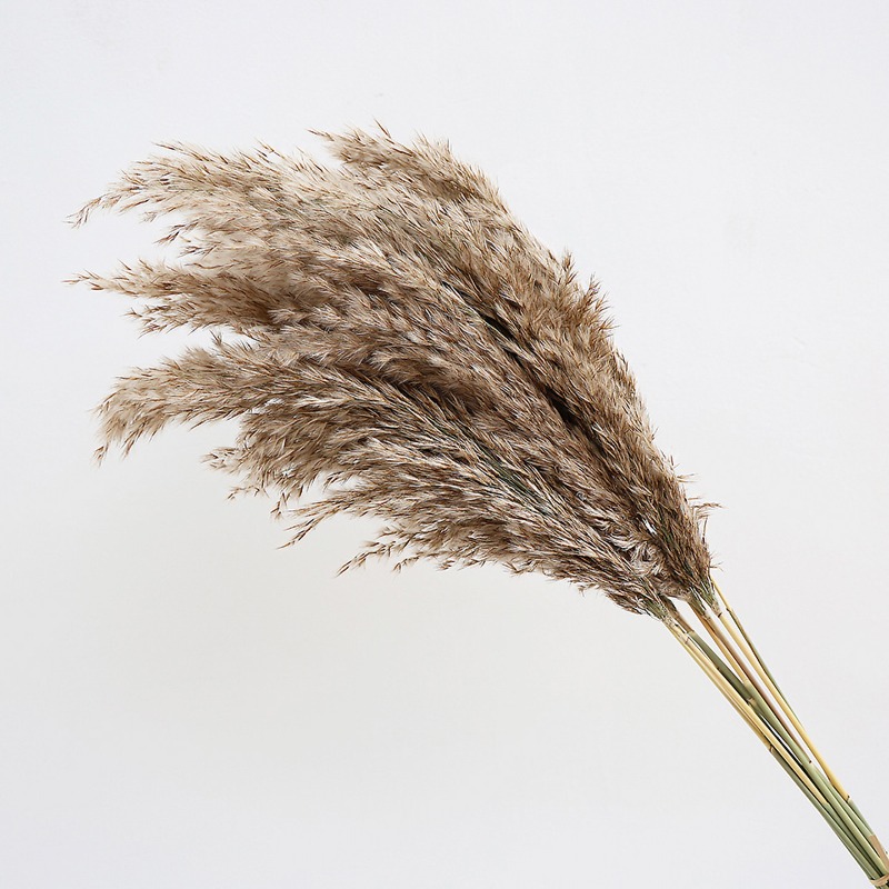 10 Piezas de Cañas Naturales C - Florist Supply Vases reseña y precio